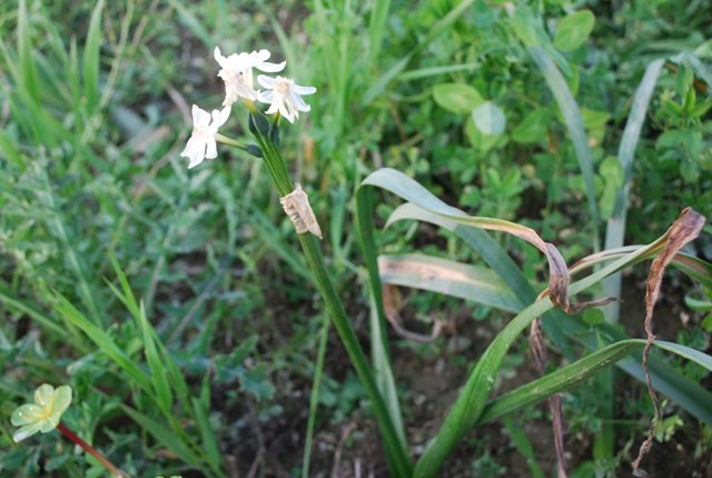 Sconosciuta - Narcissus sp.